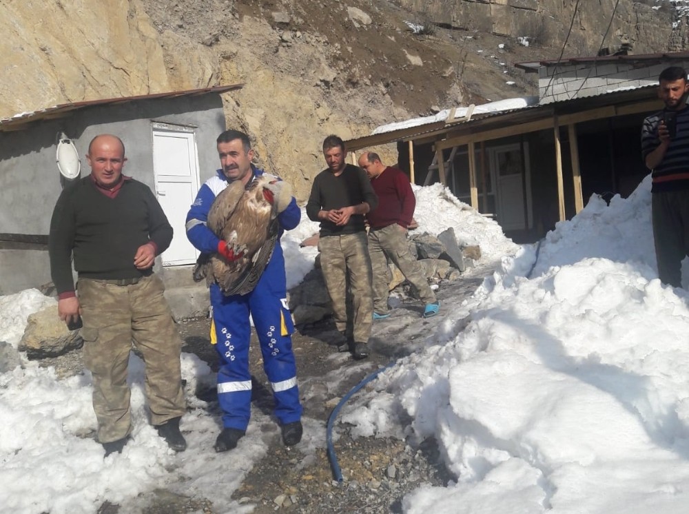 Zehirlenen kızıl akbaba tedavi altına alındı 