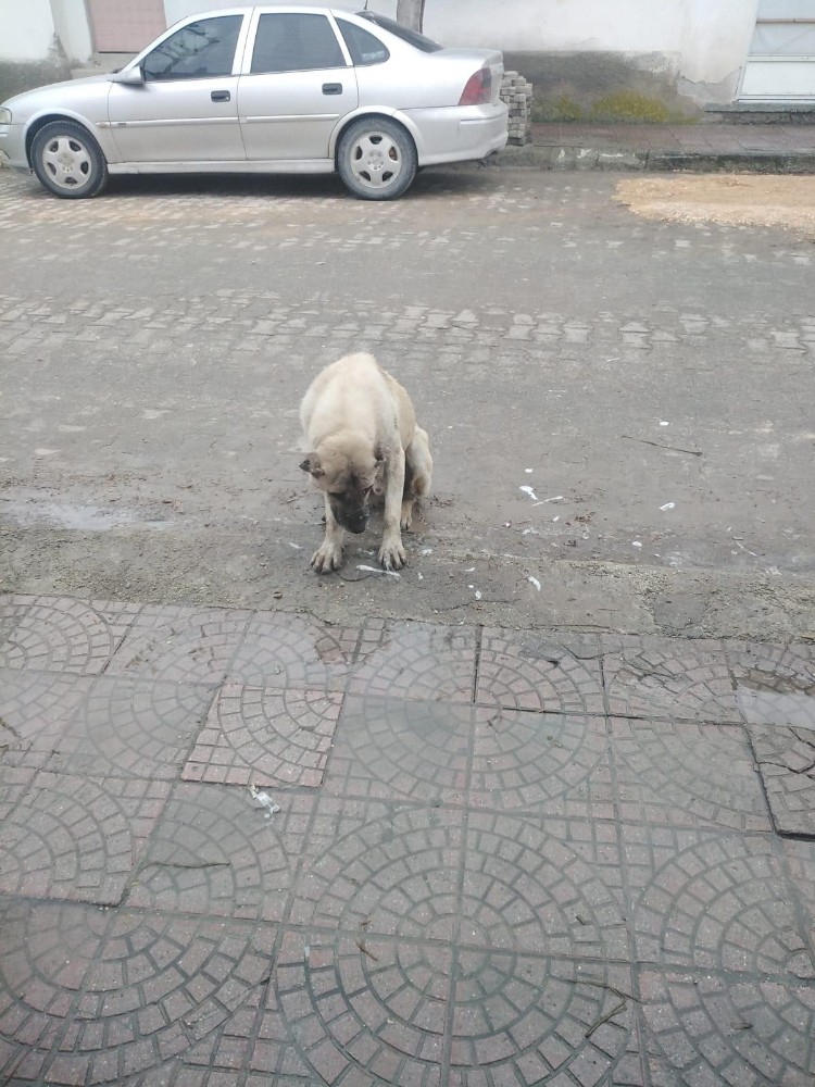 Zehirlenerek öldürülen köpeklerin katili aranıyor 