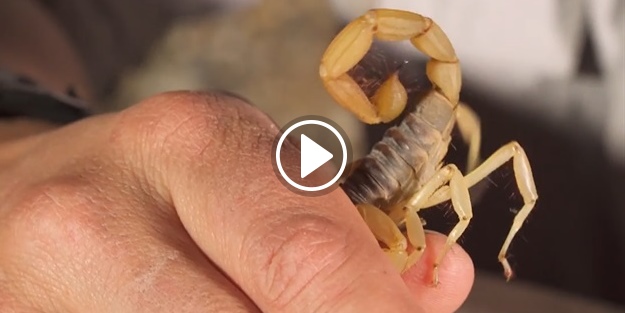 Zehirli akrebe kendini sokturdu!