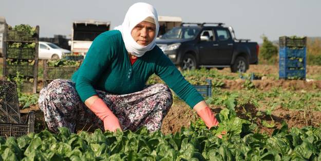 Zehirli ıspanak iddialarına aldanmayın