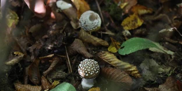 Zehirli mantar nasıl anlaşılır?