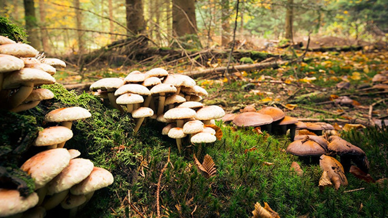 Zehirli mantar vakası! 7 kişi hastaneye kaldırıldı