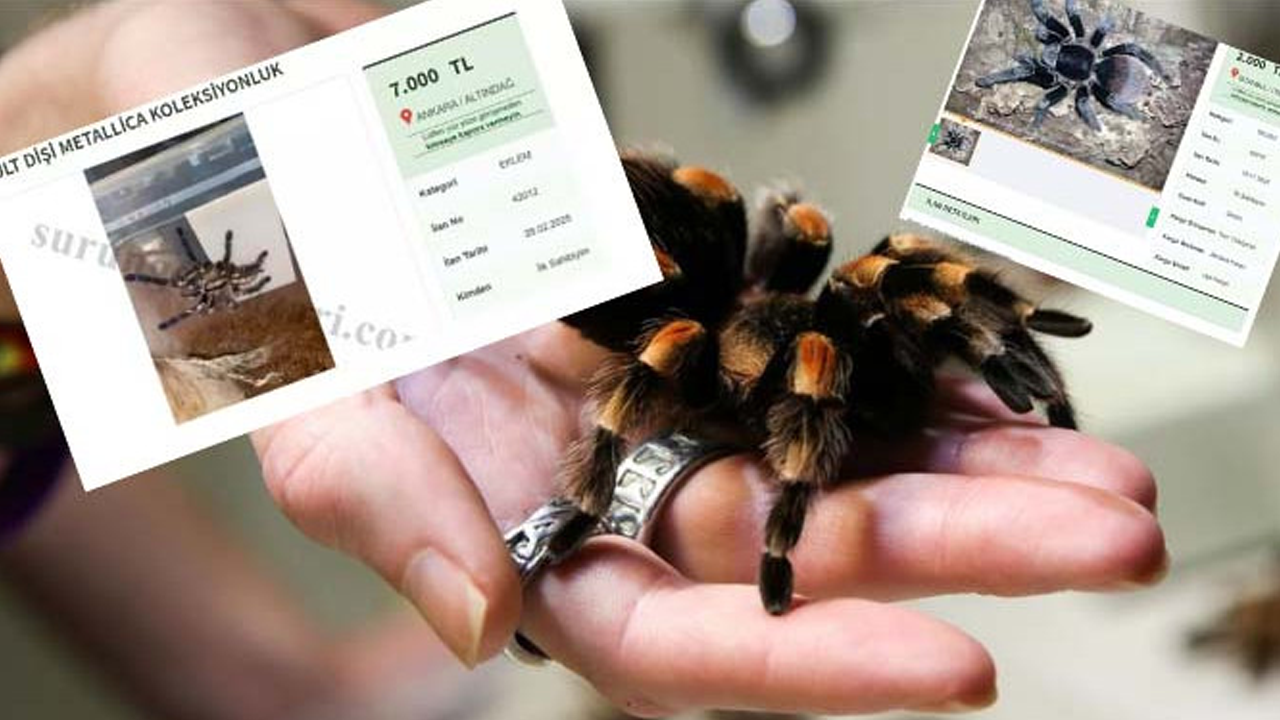 Zehirli tarantulalar satışta! İnternette 7 bin TL'ye satılıyor!