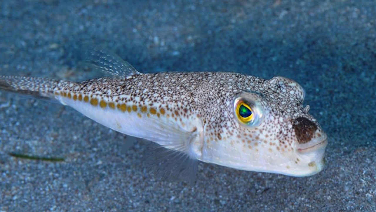 Zehirli türler istilada! Akdeniz alarm veriyor