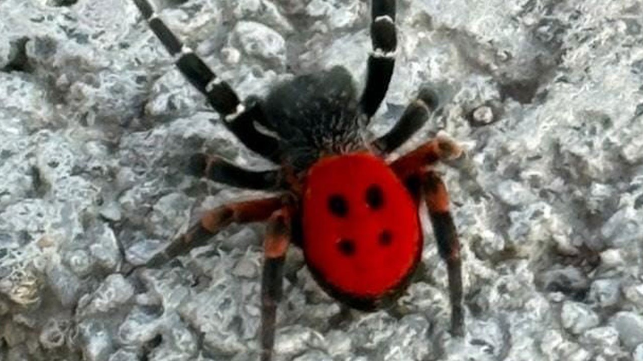 Zehirli uğur böceği örümceği görüntülendi!