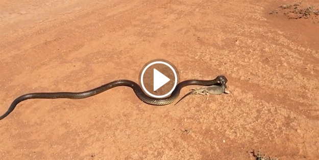 Zehirli yılan av olarak onu seçti