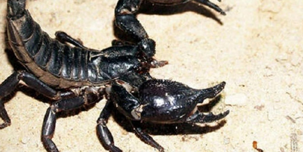 Zehri 10 milyon dolar! İranlılar Suudi Arabistan'da satışa çıkarıyor: Altını geçti ve Türkiye'de bulunuyor!