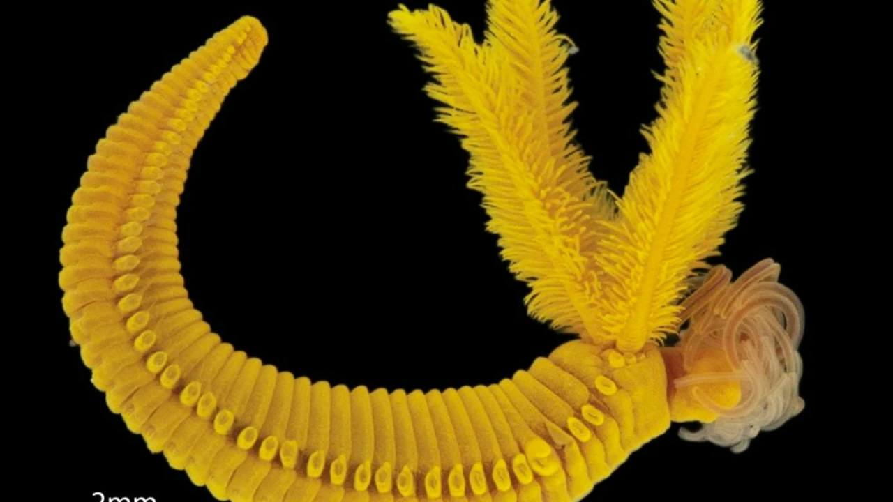 Zehri altına çevirerek hayatta kalıyor!