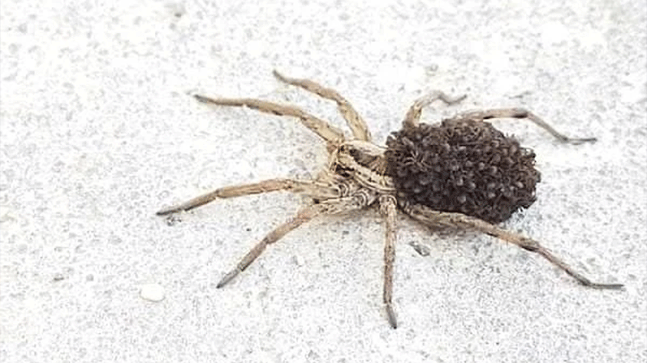 Zehri insanı öldüren Sarı Ömer bu kez Konya'da ortaya çıktı!