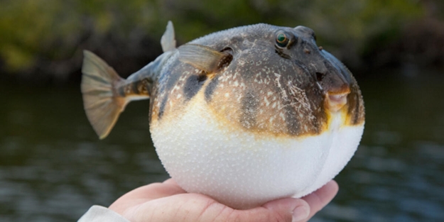 Zehrinden tüm dünyaya umut olan buluş! 1 gramı 1 milyon euro