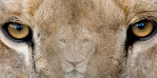 Zeka testi: 334 kişi denedi 10 saniyede 14'ü başarılı oldu! Galatasaraylılar bile 7 aslanı bulamadı