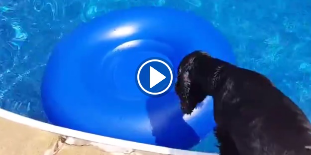 Zeki köpek bakın havuzdan topu nasıl alıyor!