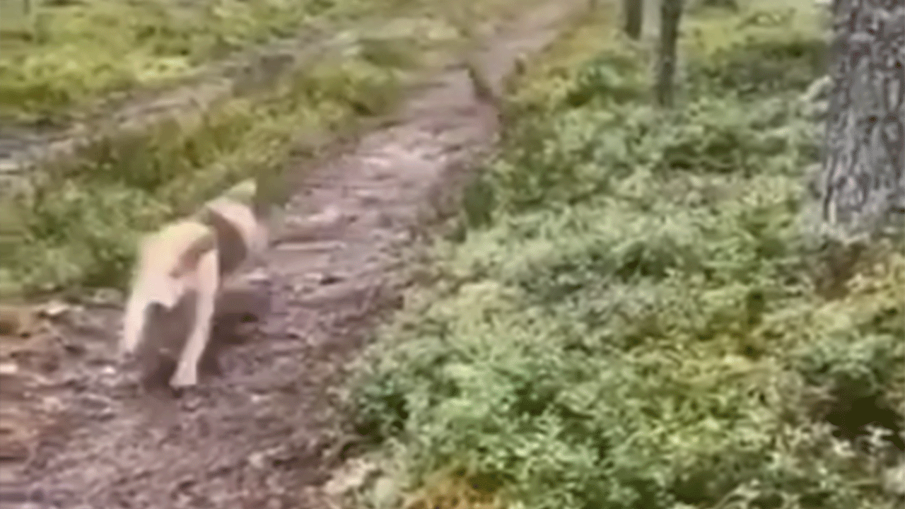 Zeki tavşanın ince planı: Köpeği şaşırttı!