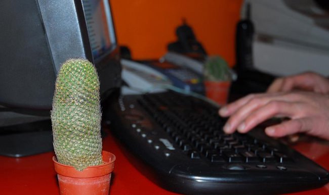 Zencirkıran: Kaktüs odayı radyasyondan arındırmaz!
