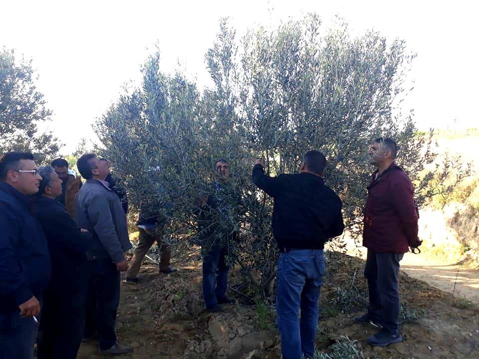 Zeytin ağacı budamasını uzmanından öğreniyorlar 