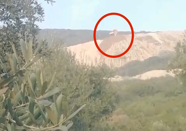 Zeytin ağaçları kaderine terk edildi