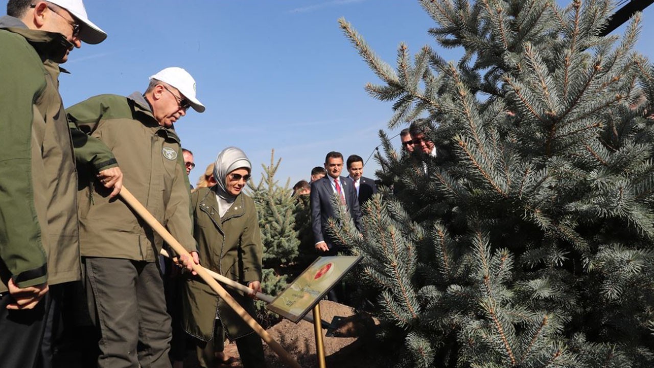 Zeytin ağaçları üzerinden algı yapan ahlaksızlara kapak üstüne kapak