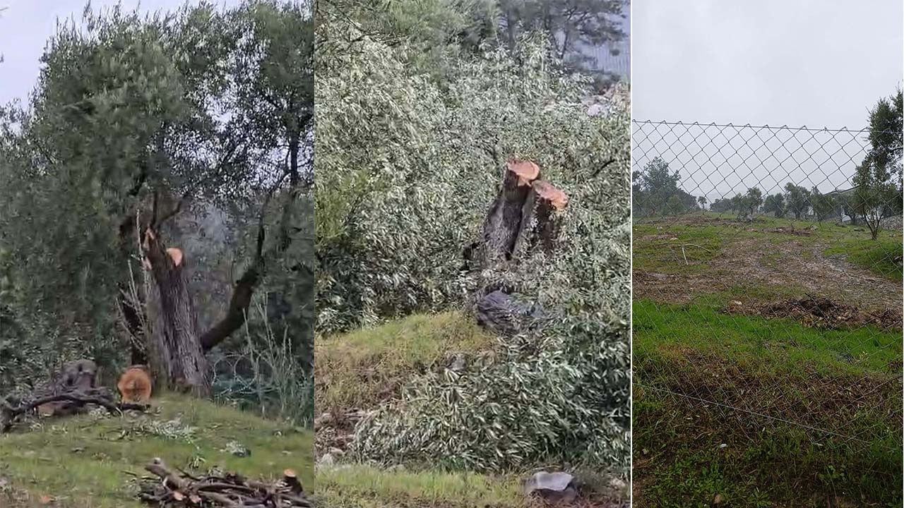 Zeytin algısı da ellerinde patladı! Maskesi inen CHP’li istifa etti