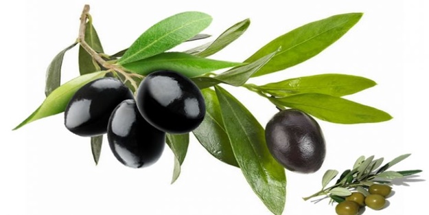 Zeytin Çekirdeği Neden Atılmamalı? Zeytin çekirdeği faydaları