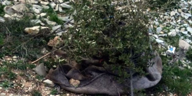 Zeytin depolarından cesetlere kadar her yeri mayınlamışlar