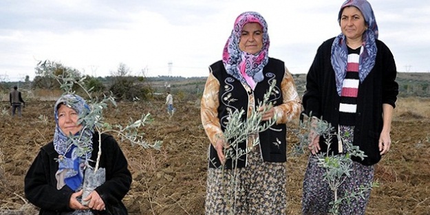 Zeytin fidanları için en az 10 yıl gerekiyor