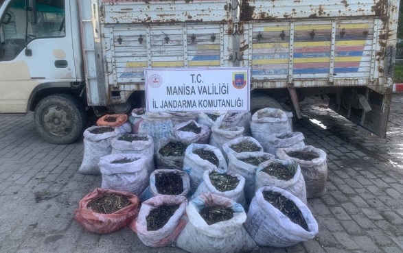 Zeytin hırsızları kıskıvrak yakalandı