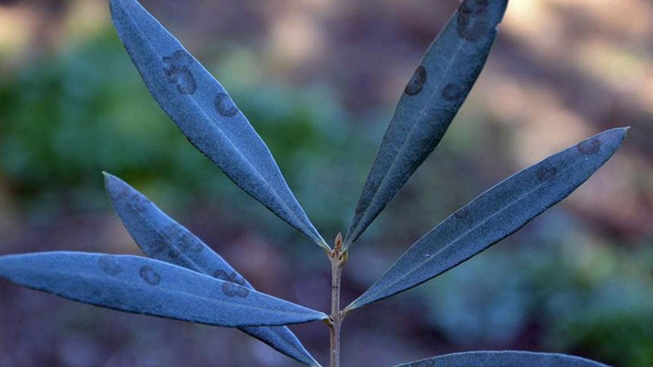 Zeytin üreticilerine ilaçlama uyarısı