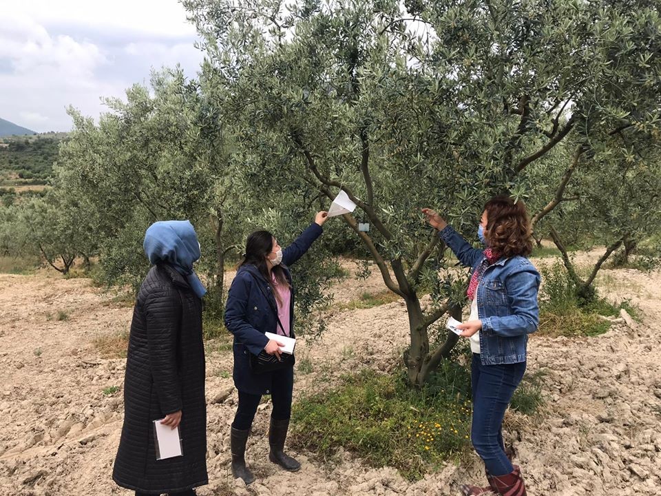Zeytin üreticilerine uyarı 
