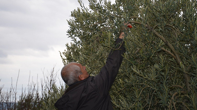 Zeytin üreticisine yerinde uygulamalı eğitim