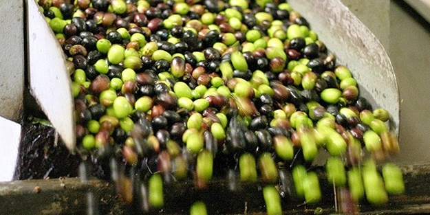 Zeytin üretiminde 2,9 milyon tonluk tarihi rekor!
