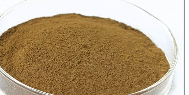 Zeytin yaprağı deyip geçmeyin! Doktorlar öve öve bitiremiyor, es geçmeyin!