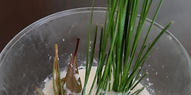 Zeytin yaprağı deyip geçmeyin, övgüyü hak ediyor: yiyenler, tatlı krizini engelliyor! Bunu pişirmek lazım