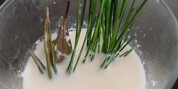 Zeytin yaprağı deyip geçmeyin! Tatlı krizini zeytin yaprağı önlüyor! Şifa dolu tarif