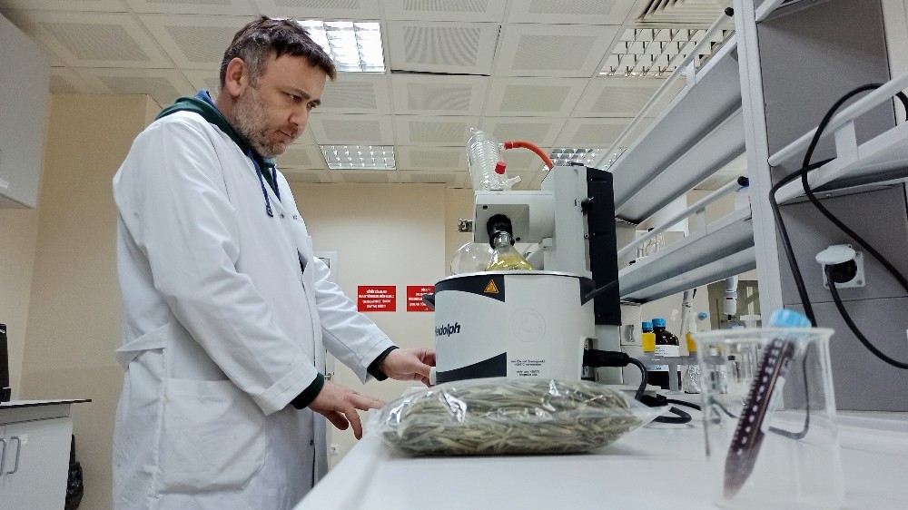 Zeytin yaprağından gıda takviyesi hazırlandı 