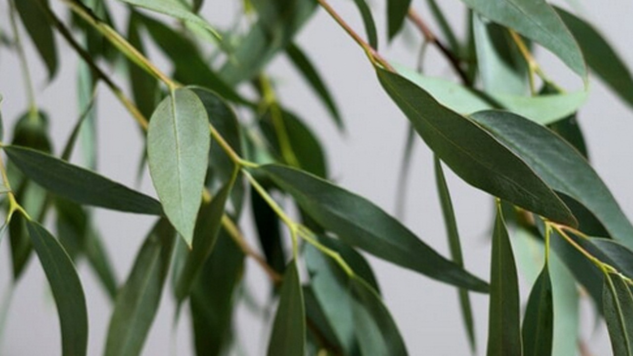 Zeytin yaprağının inanılmaz faydaları!