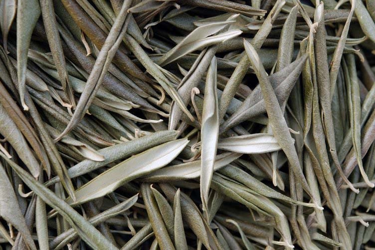 Zeytin yapraklarını atıyorduk meğerse muhteşem bir ilaçmış: Daha önce hiç görülmemiş inanılmaz faydaları mevcut