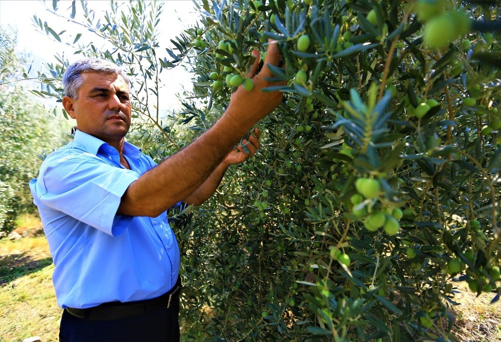 Zeytinde halkalı leke mücadelesi sonuç verdi 