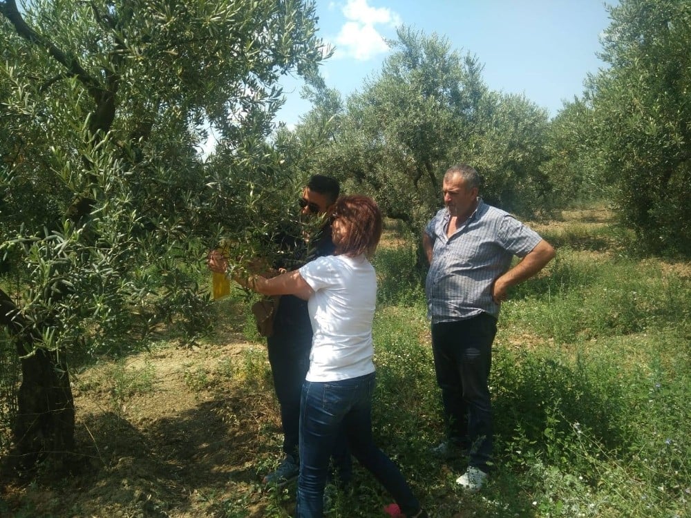 Zeytinde sinek vuruğu tehlikesi 