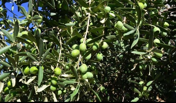 Zeytinde yüzde 25'lik verim yükselişi