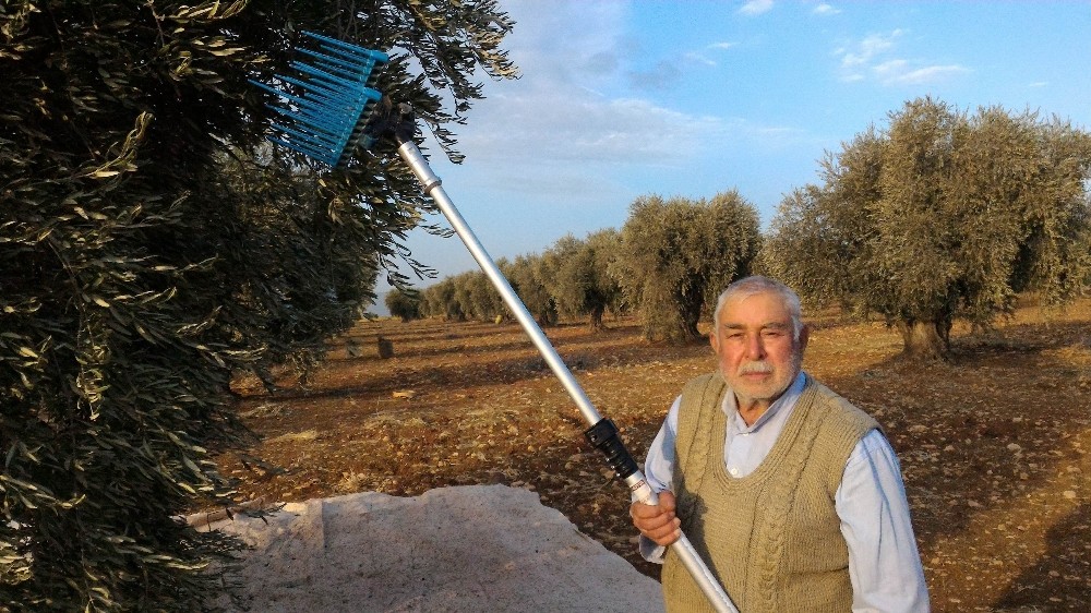 ’Zeytinin anavatanı’’ Kilis iddiası 