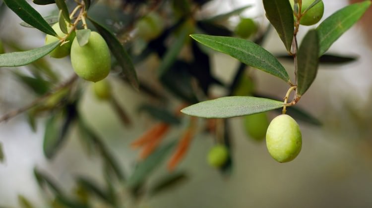 Zeytinin yaprağı da şifa deposu