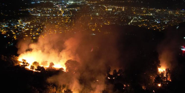 Zeytinlik alan alevlere teslim oldu