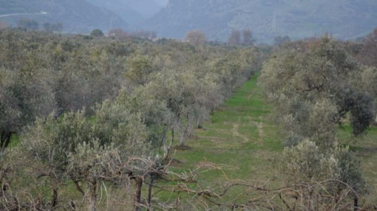 Zeytinlik Kanunu değişiyor