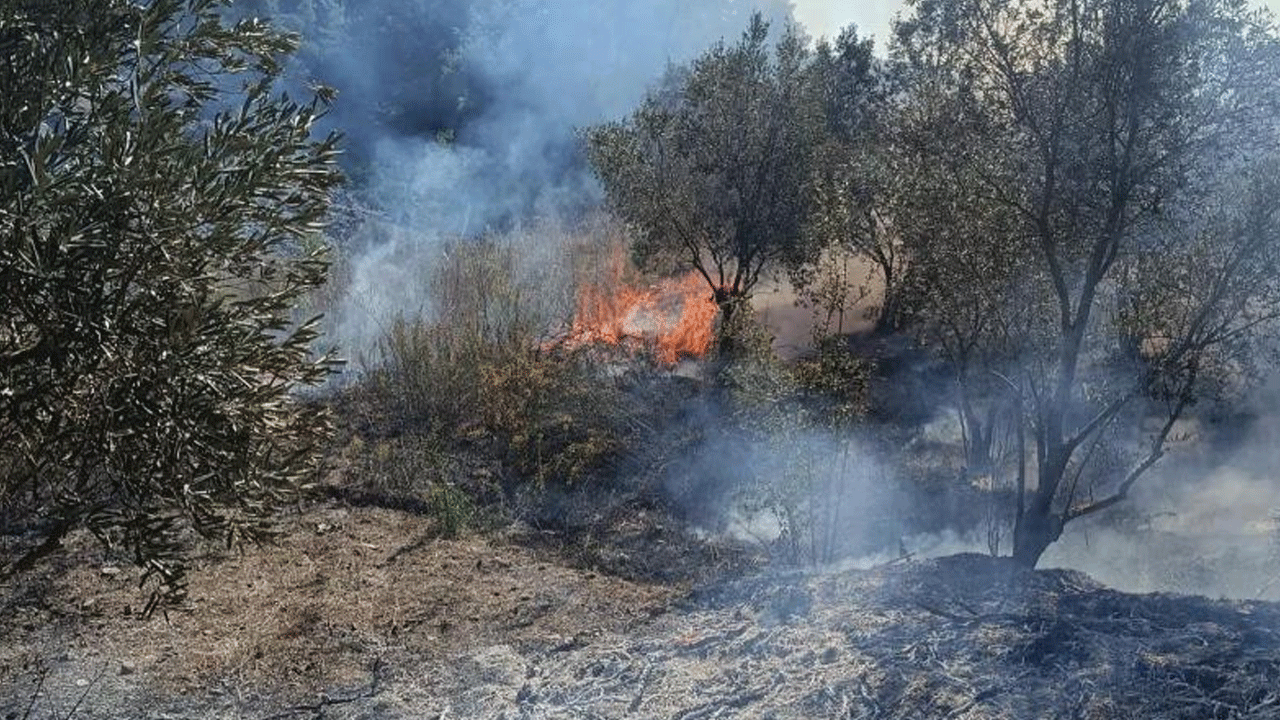 Zeytinlik yangını söndürüldü