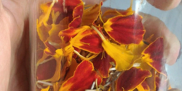 Zeytinyağında demleme kadife çiçeği nasıl yapılır? Yememiş, içmemiş olanlar: başı sıkışana her derde deva