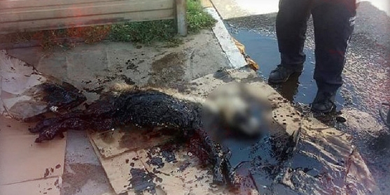 Zifte yapışan köpek böyle kurtarıldı