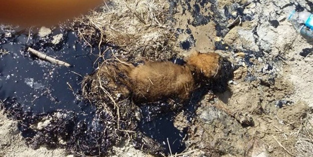 Zifte yapışan yavruyu itfaiye kurtardı