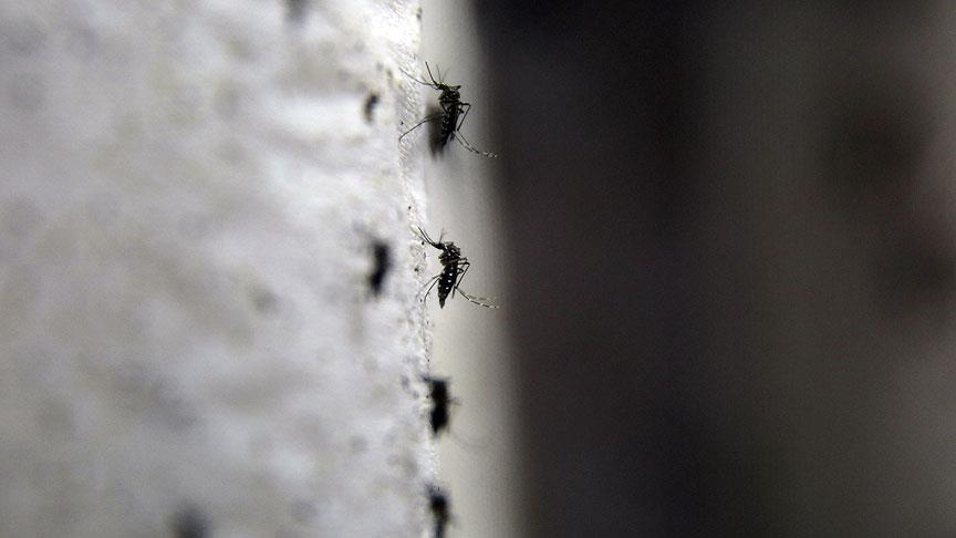 'Zika değil KKKA için önlem alınmalı'