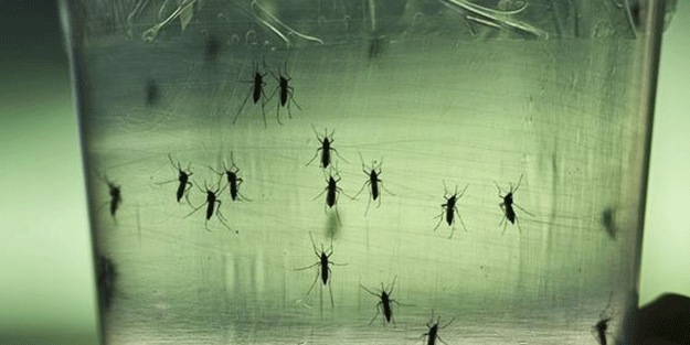 Zika virüsü 33 ülkeye yayıldı