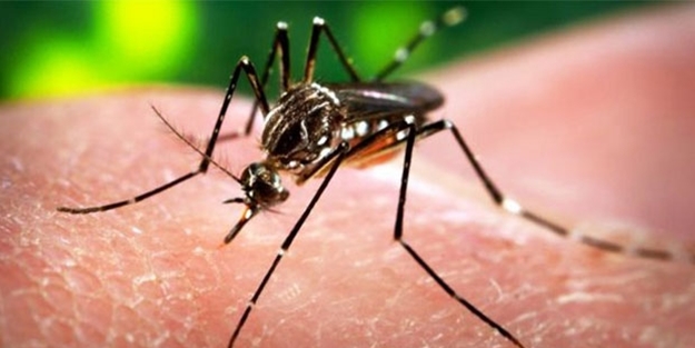 Zika virüsü Avrupa'ya da sıçradı
